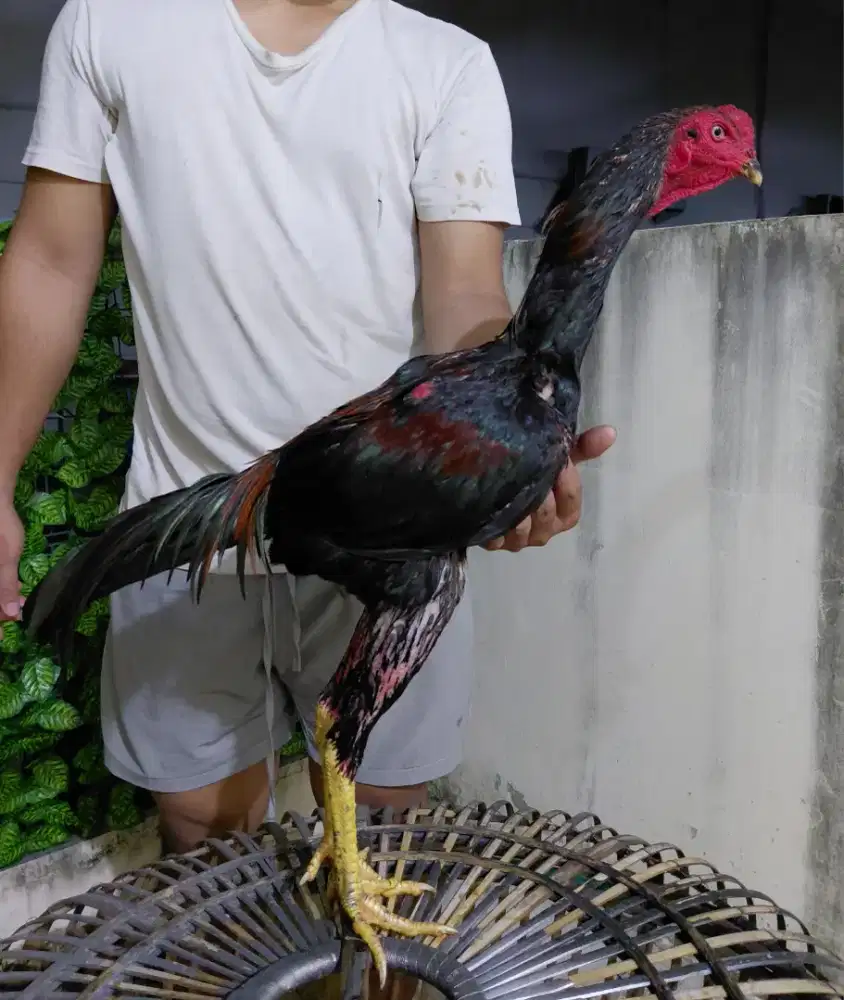 Ayam Banagkok klasik