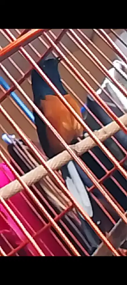 Muray seri F rospek  eks prestasi