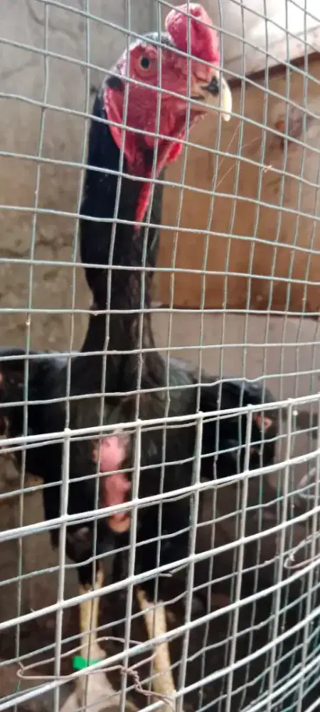 Ayam Oshamo Eropa Jalak Hitam