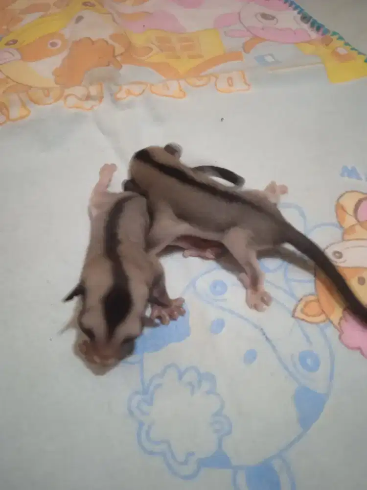 Sugar Glider Joey CG sepasang cewe cowo