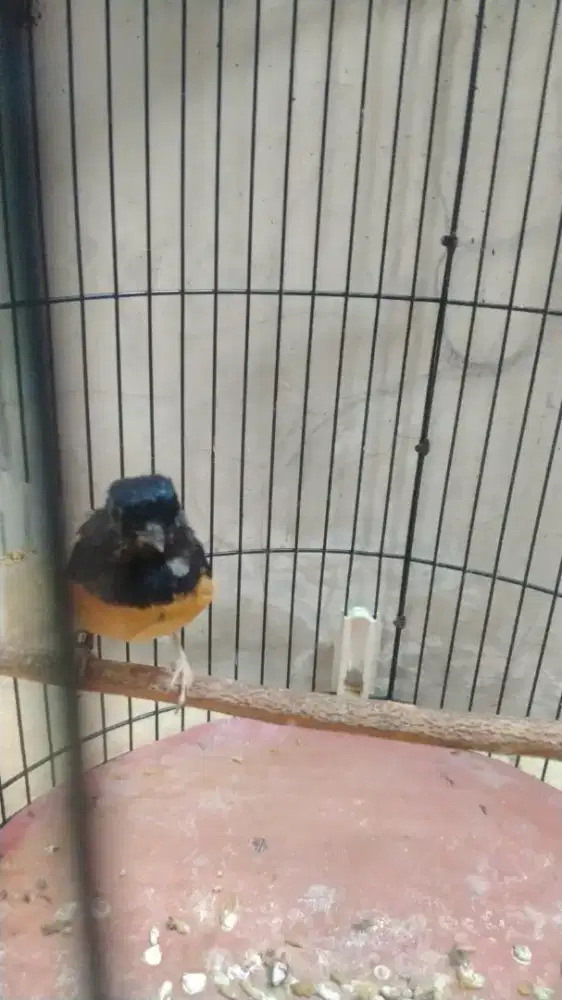 Mabung satu x muray ternakan