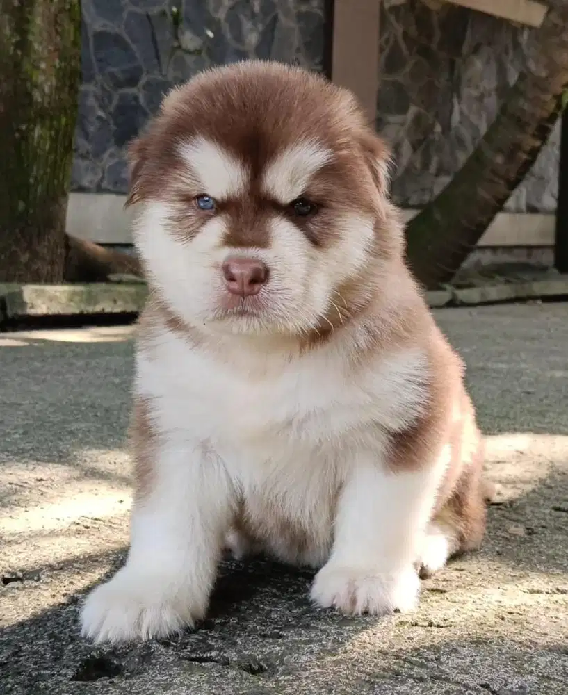 Dijual Alaskan malamute super high quality