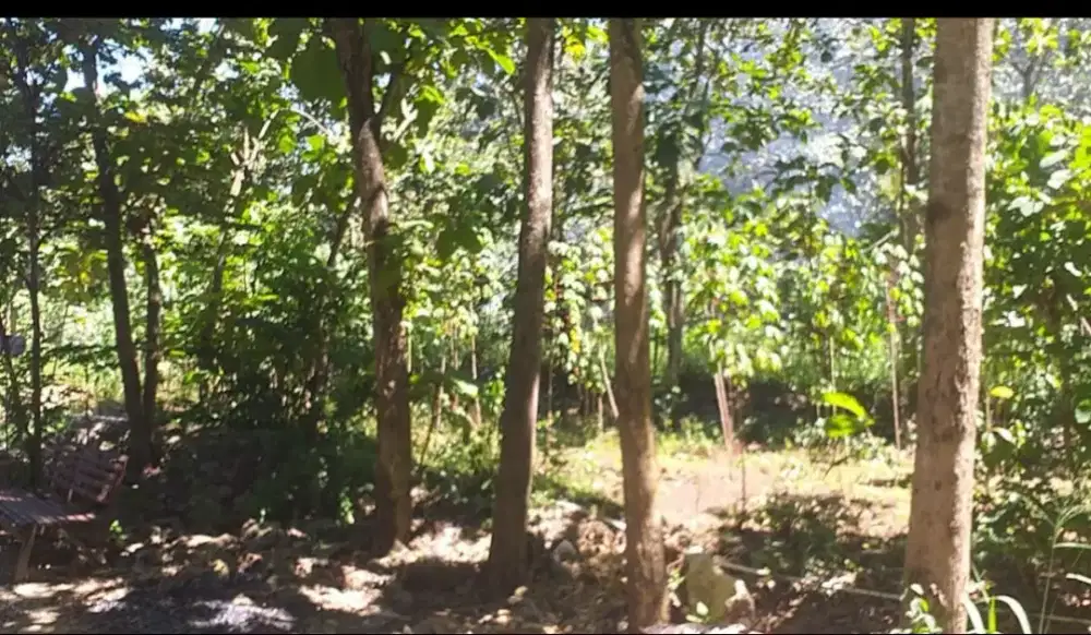 Dijual cepat tanah dengan pohon jati di Mulo Wonosari Gunungkidul