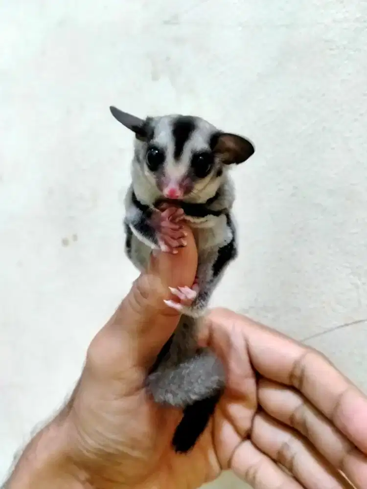 sugar glider joy classic grey betina