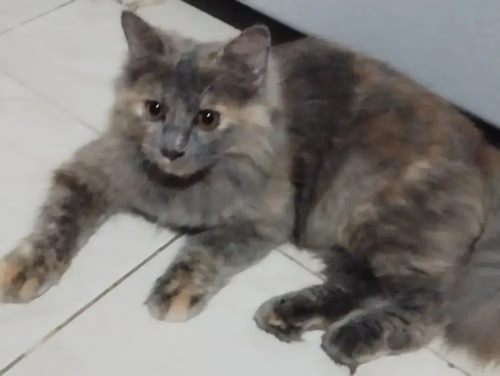Kucing Persia open adopsi