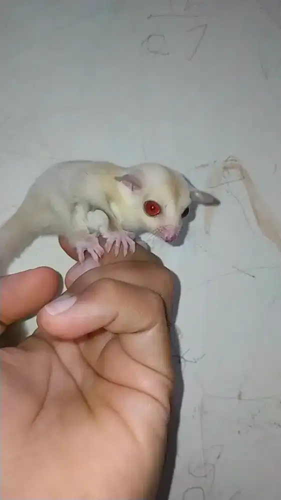 sugar glider creamino joy betina