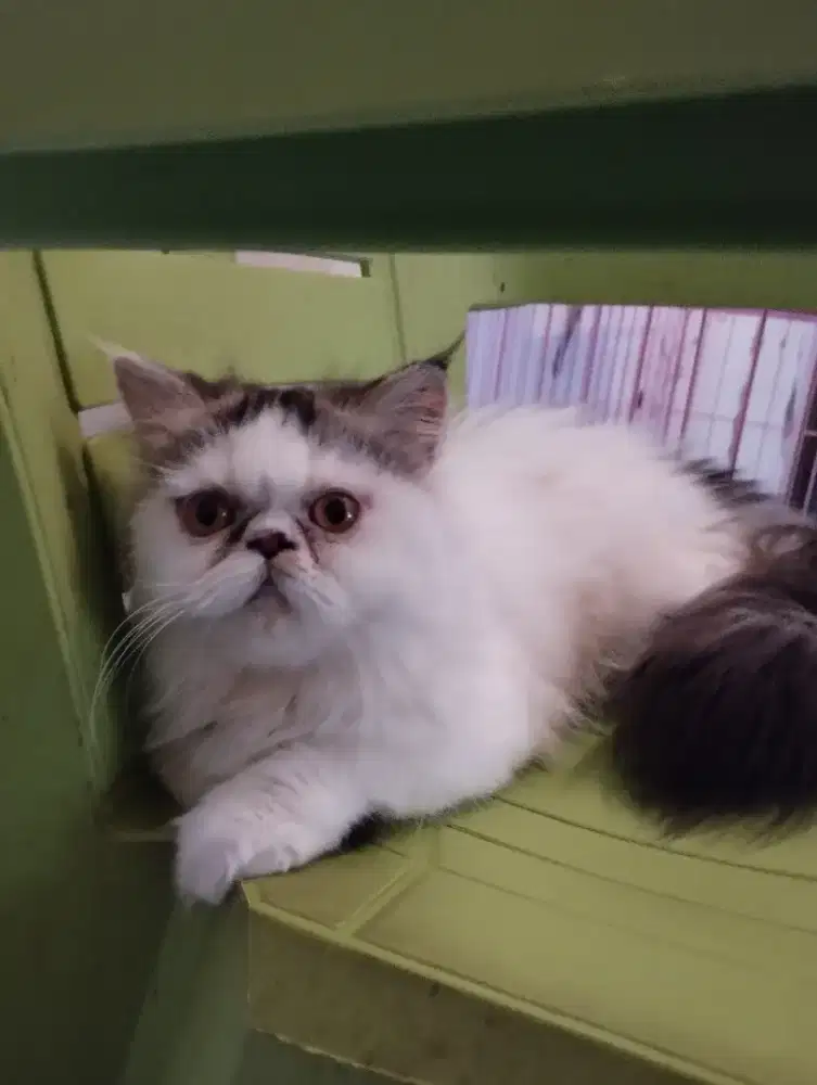 Persia peaknose betina