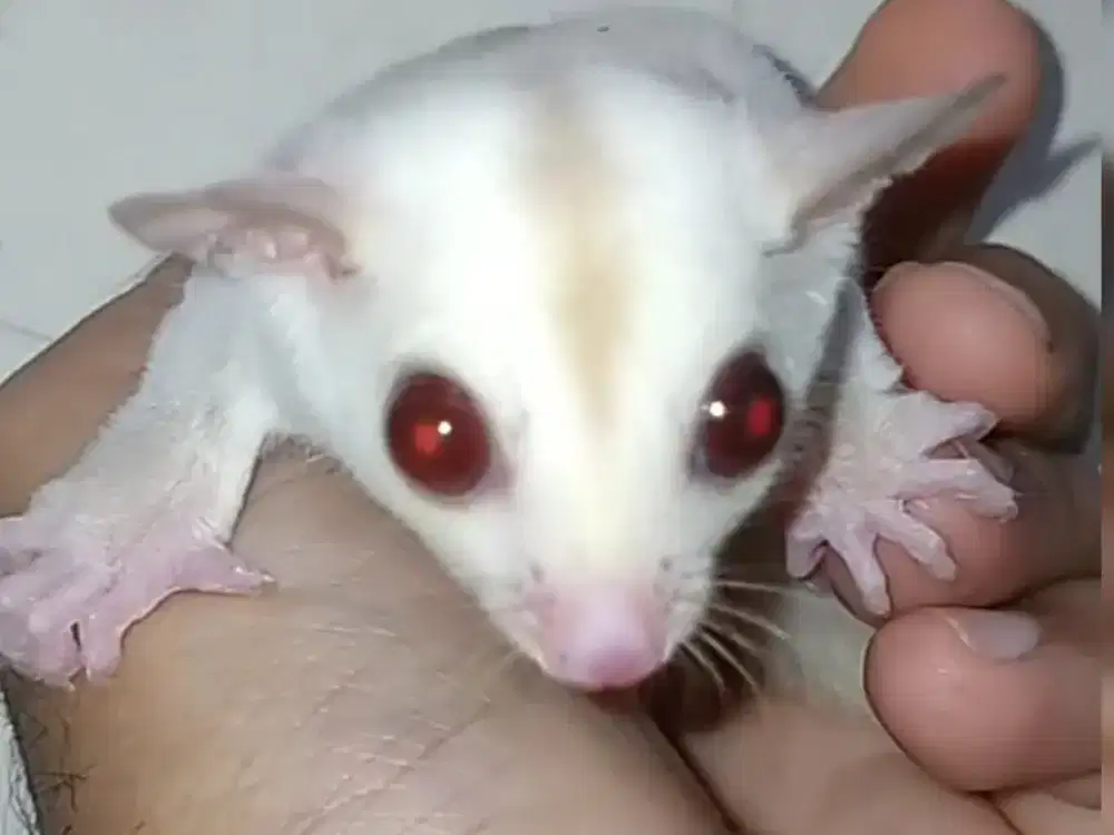 sugar glider creamino jantan joy