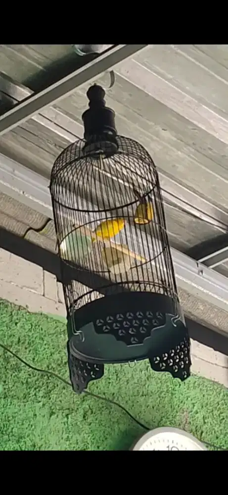 Jual burung kenari gacor