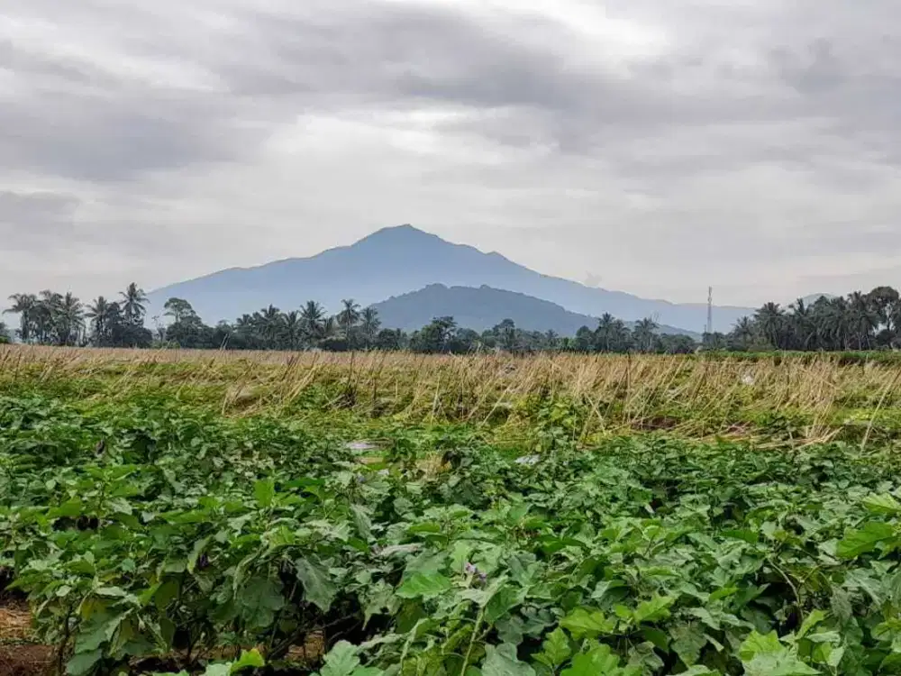 Tanah SHM pinggir jalan, subur dan produktif di bogor