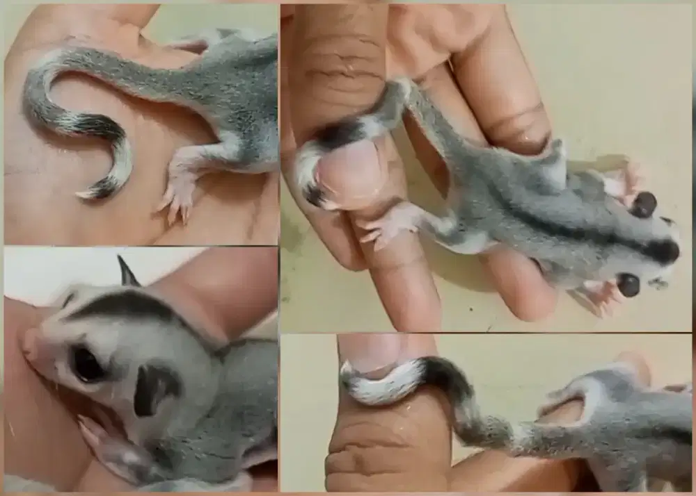 sugar glider moza ringtail joy jantan