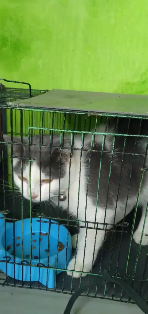 Kucing peliharaan