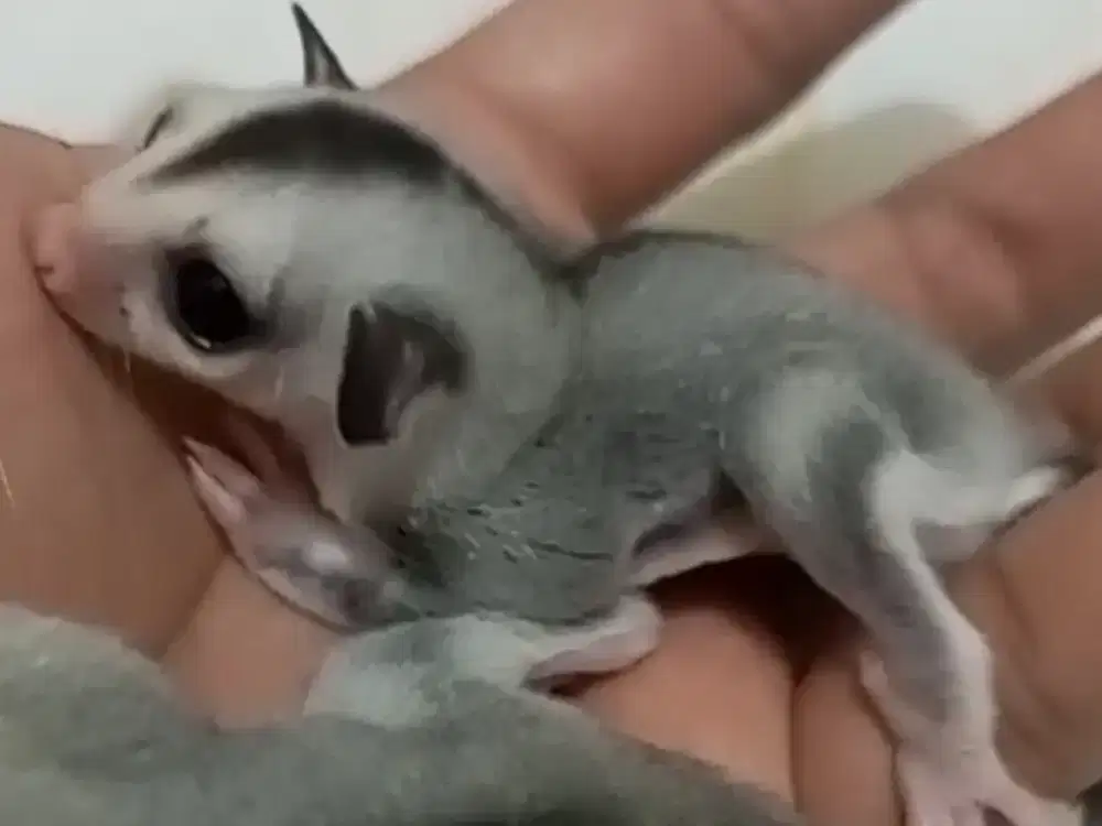 sugar glider white face betina joy