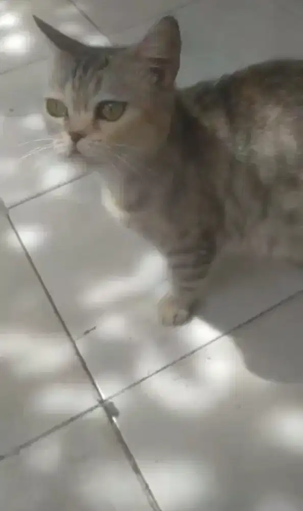 Kucing BSH X Munchkin betina