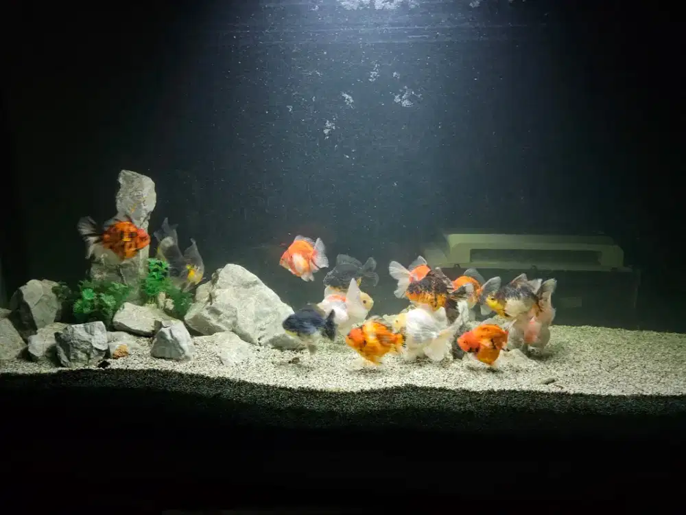 Ikan mas koki oranda