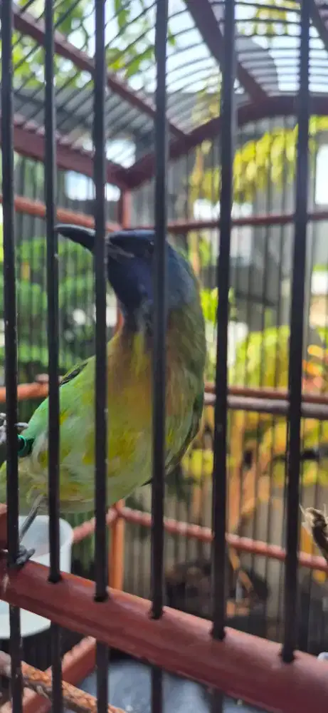 Burung Kinoi Trotol Jantan