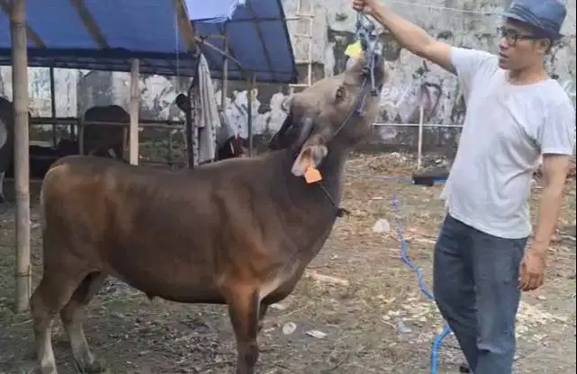 sapi potong jantan 250kiloan ras kupang siap nazar hajatan sedekahan