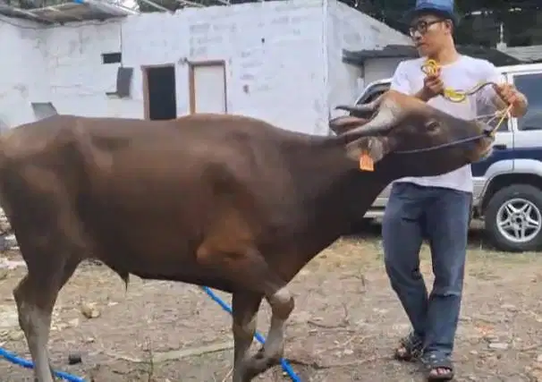 sapi potong jantan 250kiloan ras kupang siap nazar hajatan sedekahan
