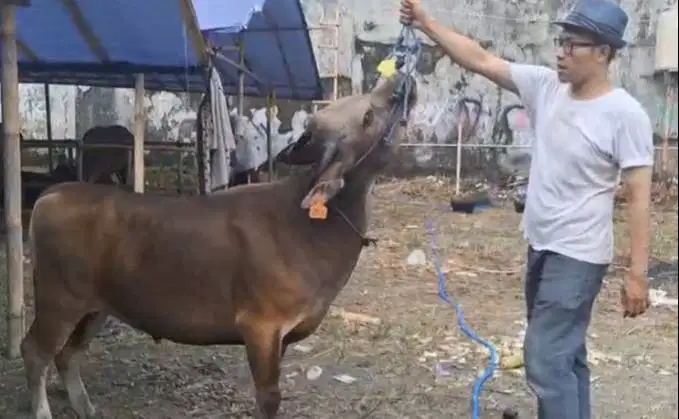 sapi potong 250kiloan ras sapi kupang siap nazar hajatan sedekahan top