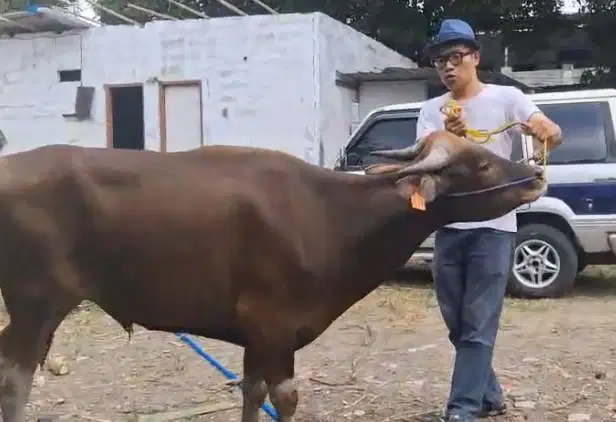 sapi potong 250kiloan ras sapi kupang siap nazar hajatan sedekahan top