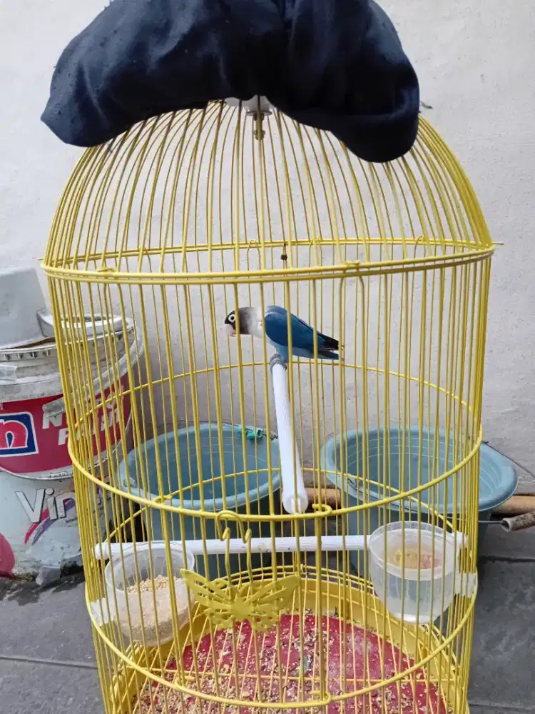 Lovebird biru mangsi dewasa