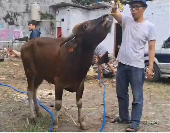 sapi potong ras kupang 250kiloan siap hajatan nazar syukuran jamin top