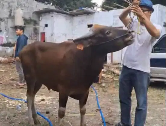 sapi potong 250kiloan ras kupang siap nazar sedekahan syukuran hajatan