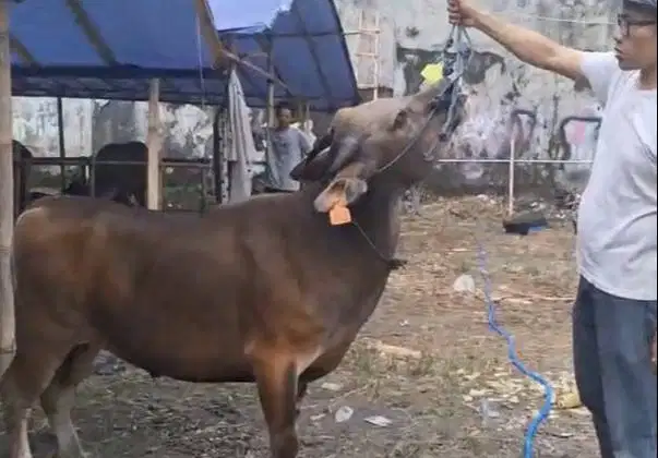 sapi potong 250kiloan ras kupang siap nazar sedekahan syukuran hajatan