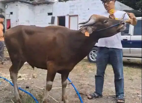 sapi potong jantan 250kiloan ras kupang siap hajatan nazar sedekahan