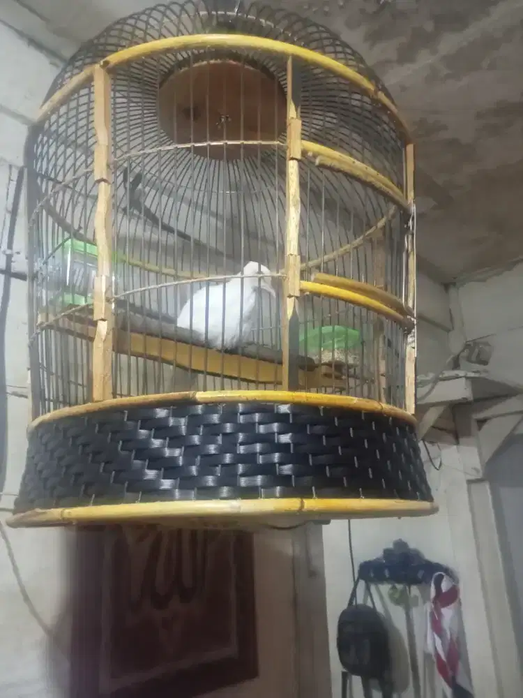 Tekukur putih BS bersih kuk 3 trah dri kuk 5x5