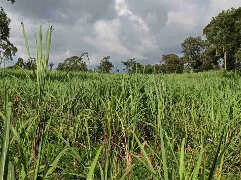 Tanah tebu di sewakan nongko sewu poncokusumo malang