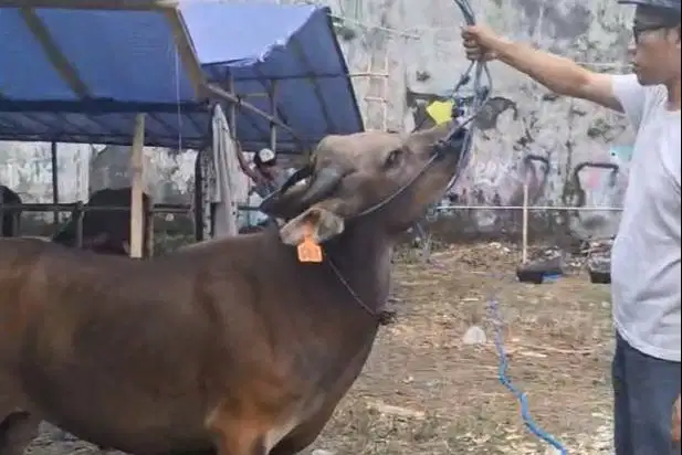 sapi jantan 250kiloan ras kupang siap potong nazar hajatan sedekahan