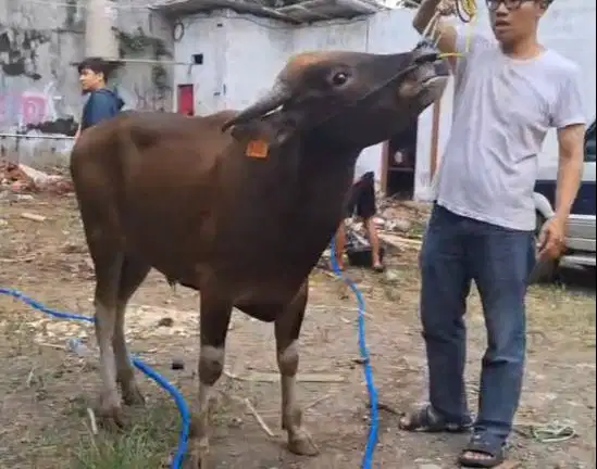 sapi jantan 250kiloan ras kupang siap potong nazar hajatan sedekahan