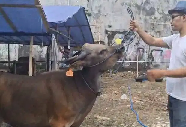 sapi potong 250kiloan ras sapi kupang siap nazar akikah sedekahan puas