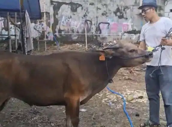 sapi jantan 250kiloan ras sapi kupang layak nazar hajatan sedekah puas