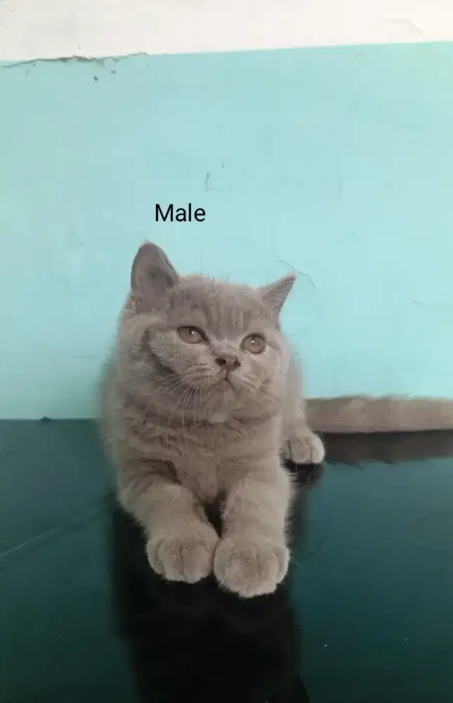 British shorthair lilac (BSH)