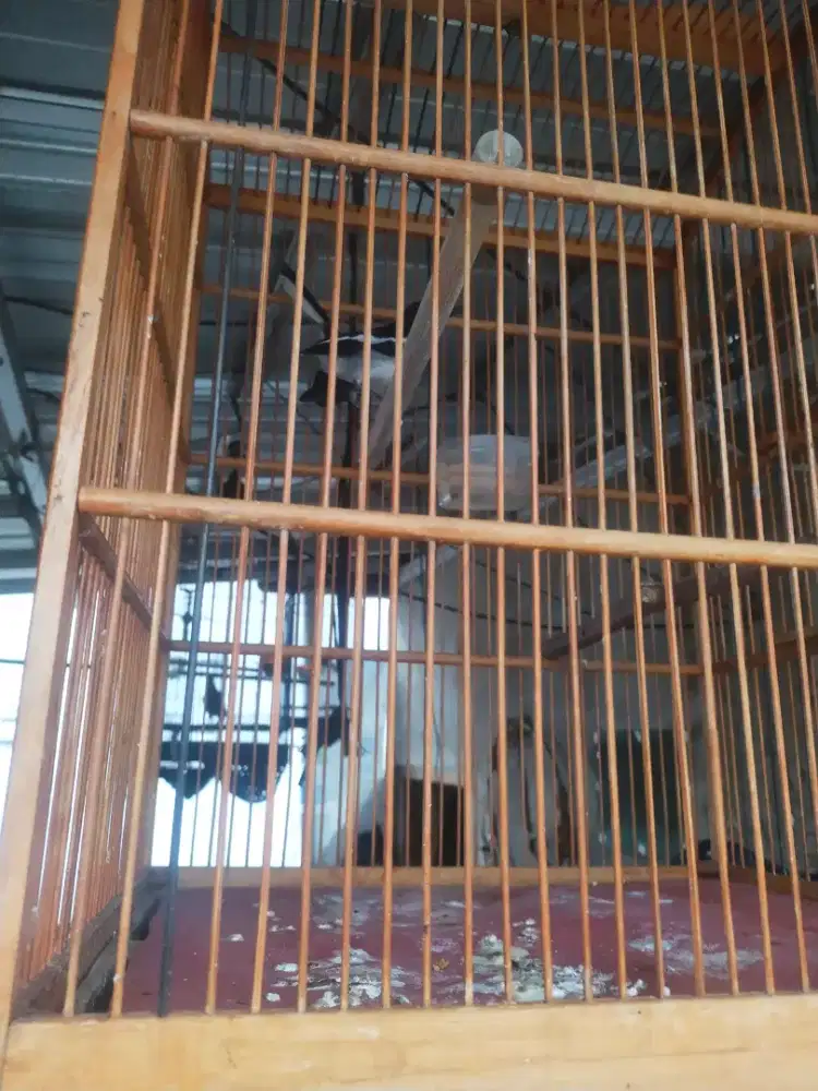 Burung Kacer daput jantan