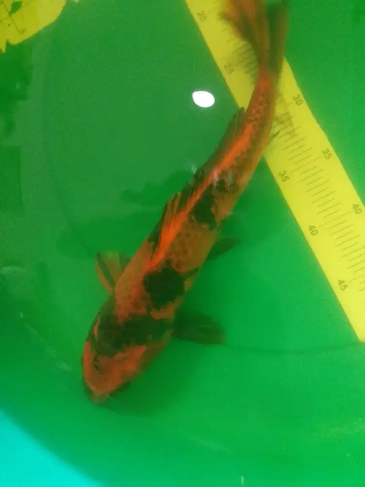 Ikan koi jenis Kin Utsuri 40cm male