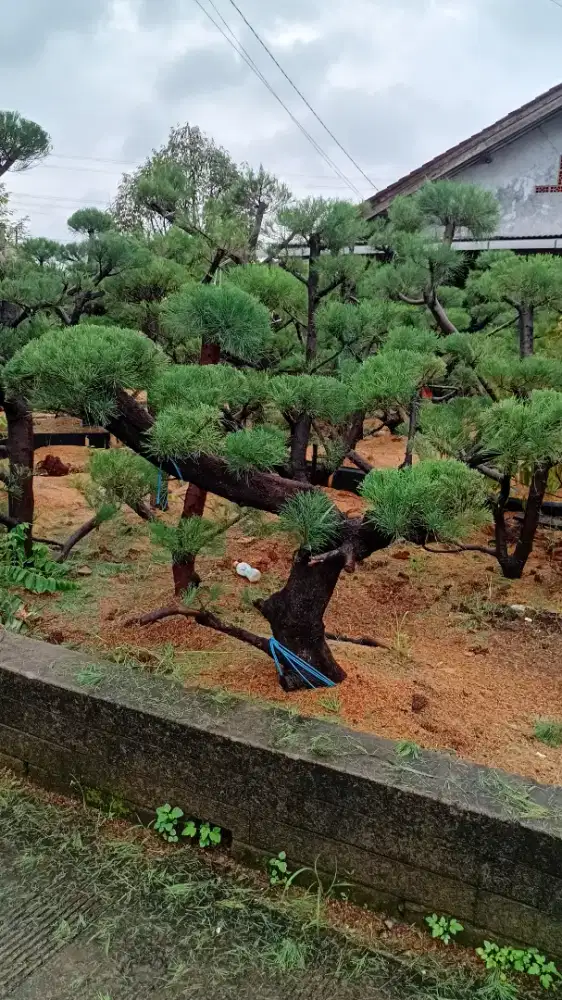 bonsay cemara dan tanaman hias