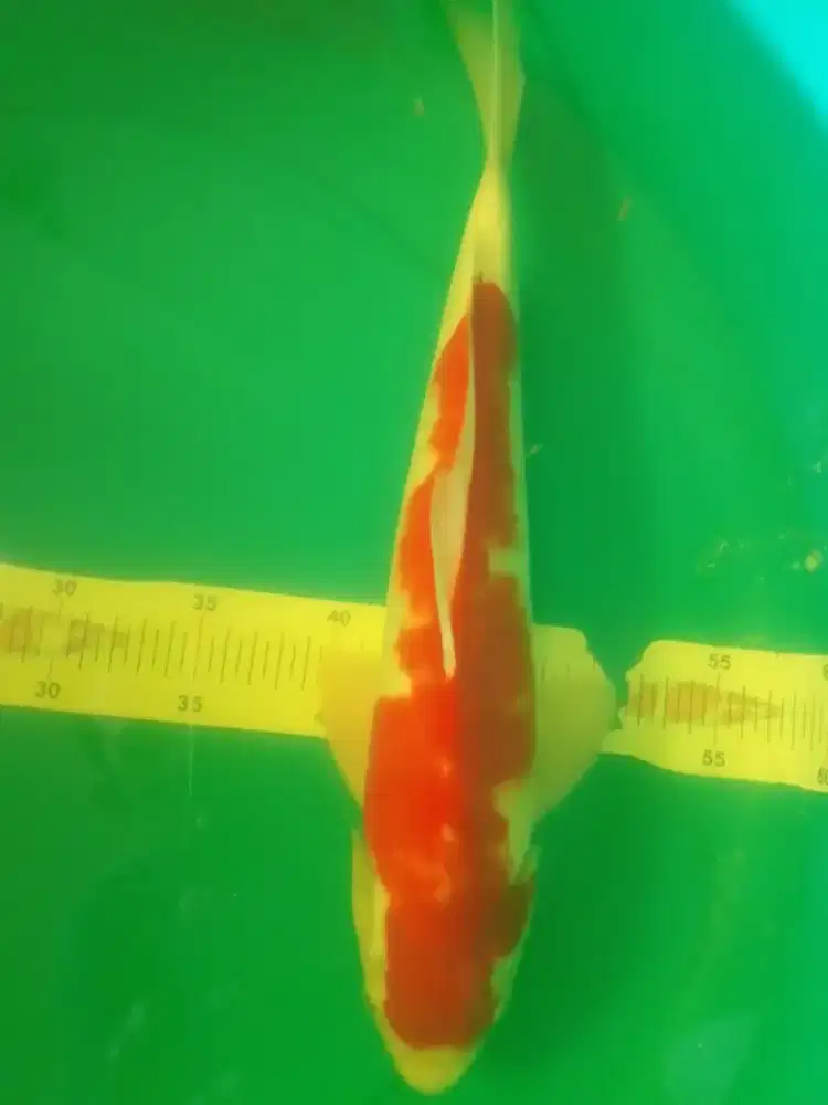 Ikan koi jenis Kohaku 38cm warna merah