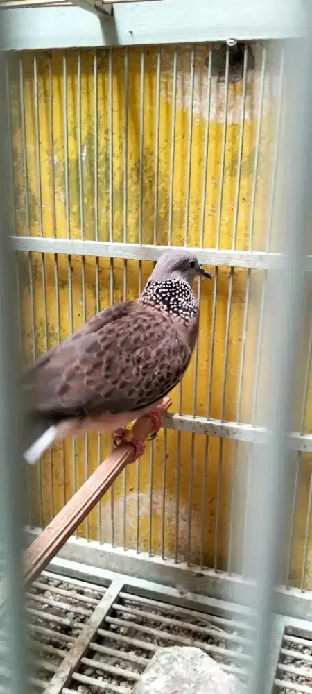 Jual burung derkuku kuk 2 jantan suara ngebas