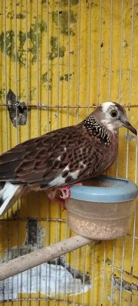 Jual burung derkuku blorok kuk 1 murah meriah