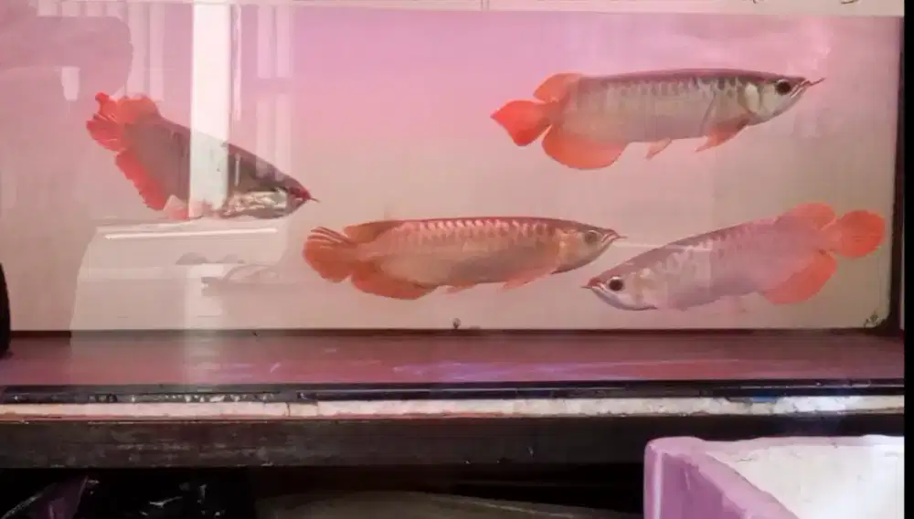 Arwana super red 30cm