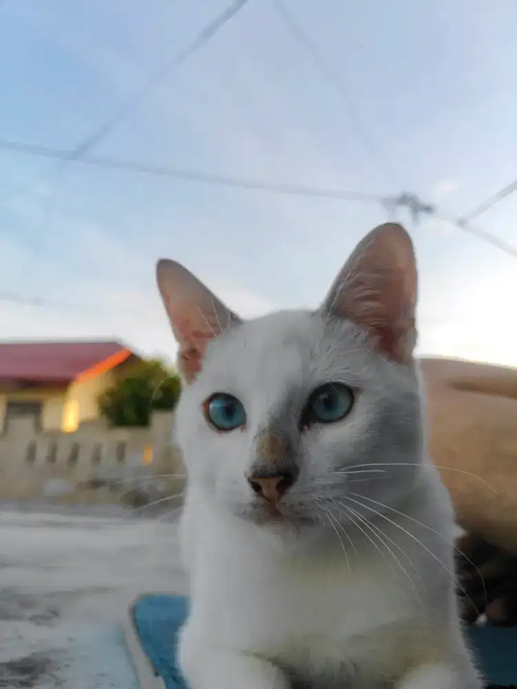 Kucing Betina 4-6 Bulan