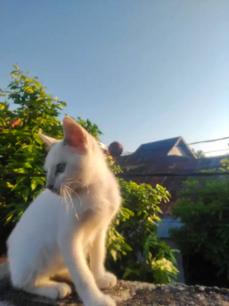 Kucing Betina 4-6 Bulan?