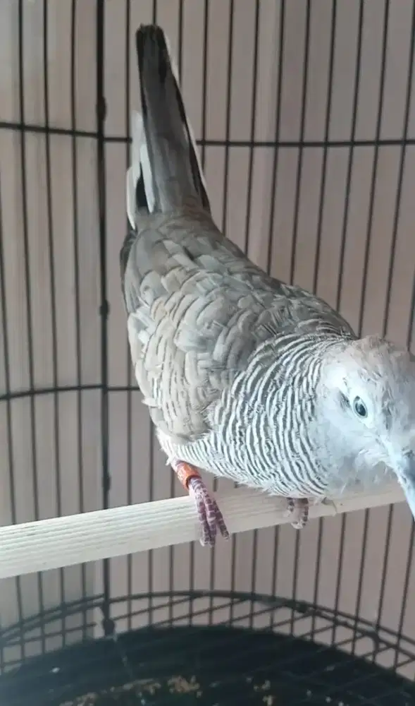 Burung silangan bangkok