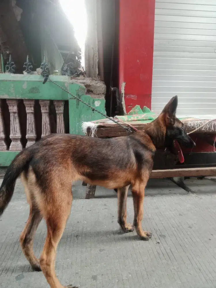 JENIS BELGIAN  MALINOIS