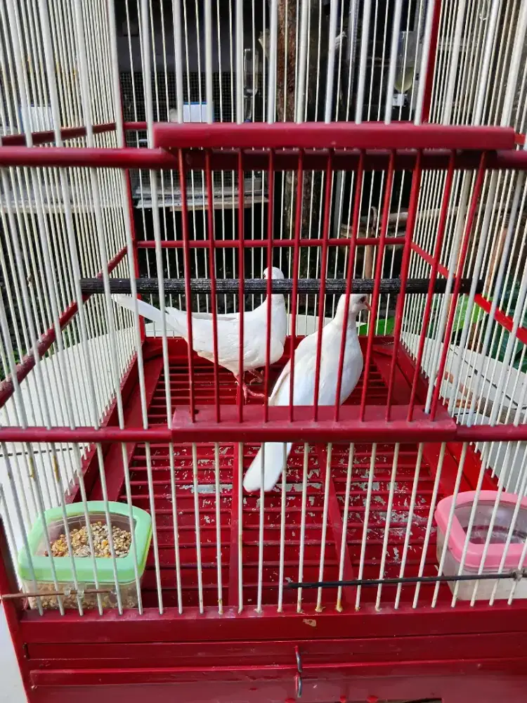 puter putih sepasang Ring' anakan sdr sehat no minus.