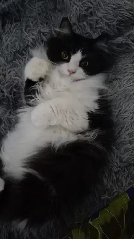 Open adopp kucing Persia betina umur 3 tahun