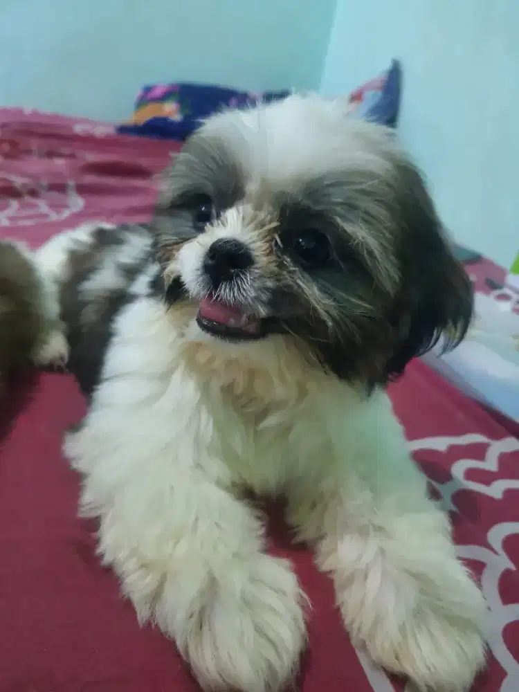 Jual murah anjing shihtzu